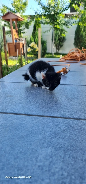 Puiuti pisica spre adoptie - imagine 5