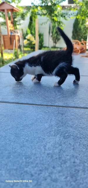 Puiuti pisica spre adoptie - imagine 4