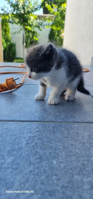 Puiuti pisica spre adoptie - imagine 3