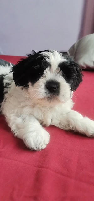 Pui Shih Tzu 2 luni - imagine 3