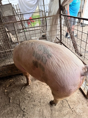 Porc de vanzare 12 lei   kg