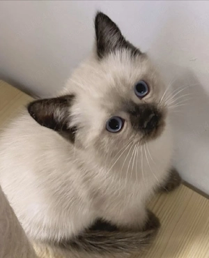 Ragdoll fetițe si băieței  - imagine 2