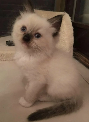 Ragdoll fetițe si băieței  - imagine 3