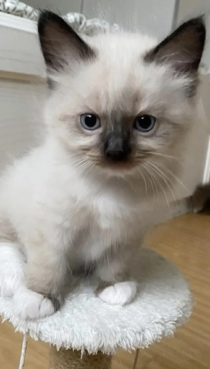 Ragdoll fetițe si băieței  - imagine 4