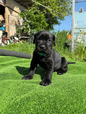 Pui Cane Corso biat si fata - imagine 2