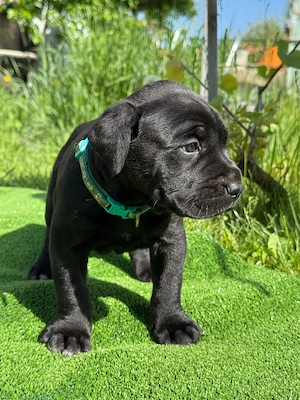 Pui Cane Corso biat si fata - imagine 3