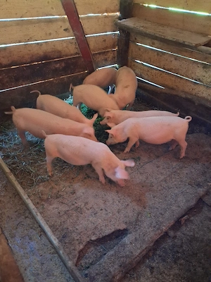 vand purcei de 12 saptamani 