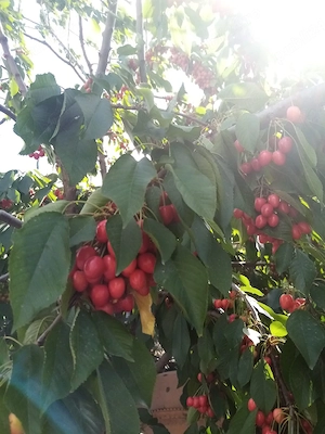vand cirese pentru consum sau compot din gradina proprie bio , organice 100 % nu au fost stropite 