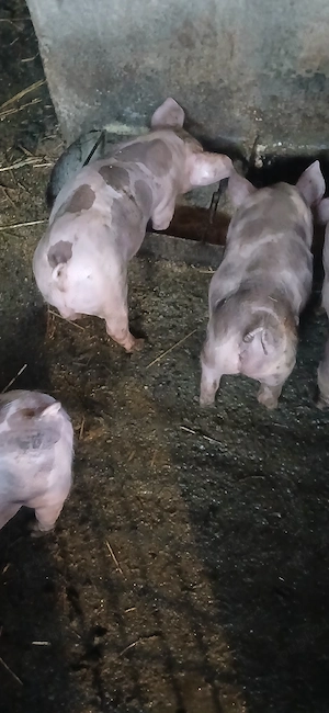 purcei de vanzare