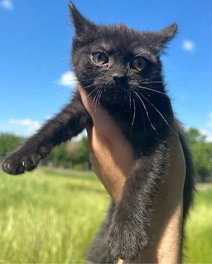 Fetița British Shorthair 