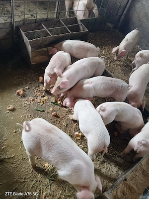 purcei landrace cu duroc!!!