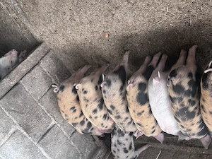 Vand porci 6 saptamani