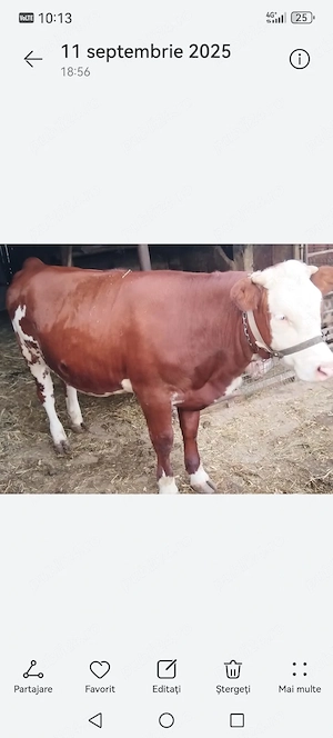 Vaca de vânzare la prima fătare cu vitel în burta 3 luni