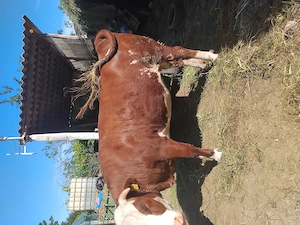 Vaca de vânzare la prima fătare cu vitel în burta 3 luni - imagine 2