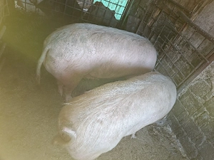 Vând porci