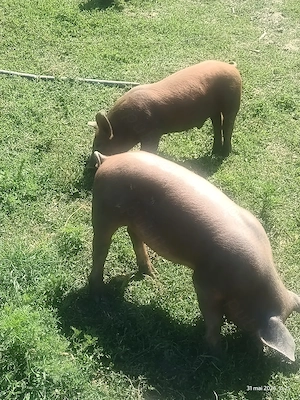 Purcei duroc 