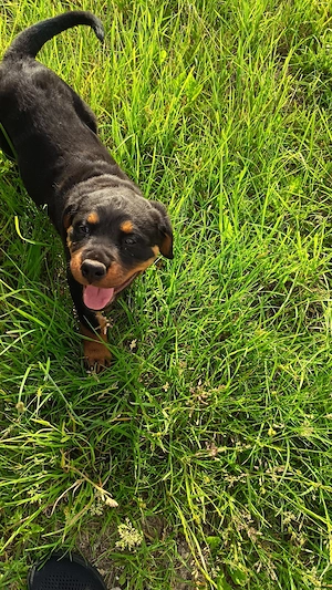 Vand cățelușă Rottweiler 2 luni - imagine 2