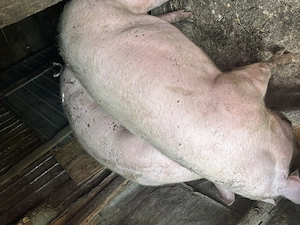 Porci de vânzare 17lei kg - imagine 3