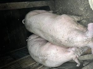 Porci de vânzare 17lei kg