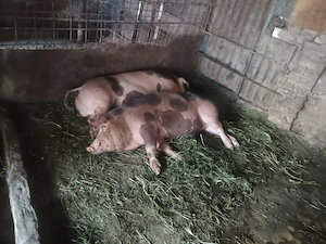 Vând 2 porci de carne  - imagine 4