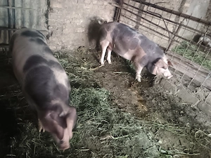 Vând 2 porci de carne 