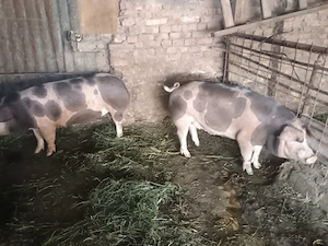 Vând 2 porci de carne  - imagine 5