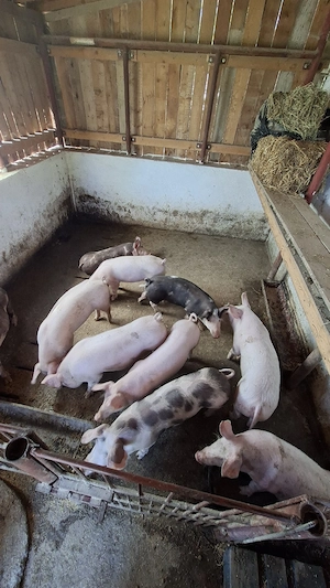 Porci și purcei 