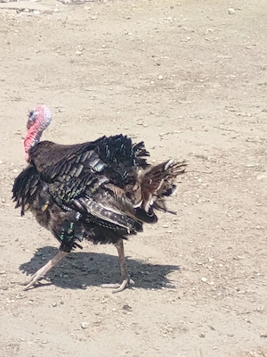 Pui de curcă de vânzare 