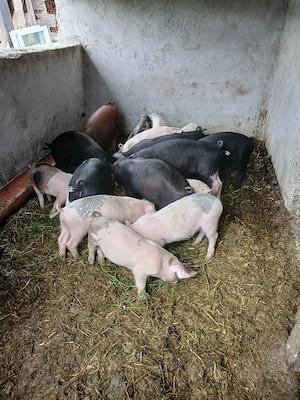 vand porci  - imagine 5