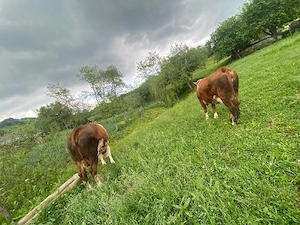 vand vaca cu vitel