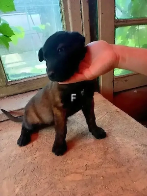 Catei Ciobanesc Belgian Malinois