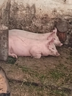 Pucei 8 saptamâni