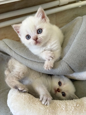 Pisicuțe british shorthair color point 