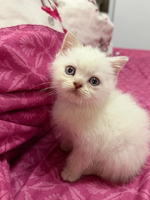 Pisicuțe british shorthair color point  - imagine 4