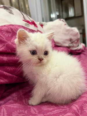 Pisicuțe british shorthair color point  - imagine 3