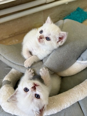 Pisicuțe british shorthair color point  - imagine 2