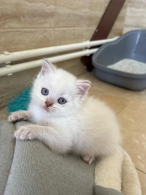 Pisicuțe british shorthair color point  - imagine 5