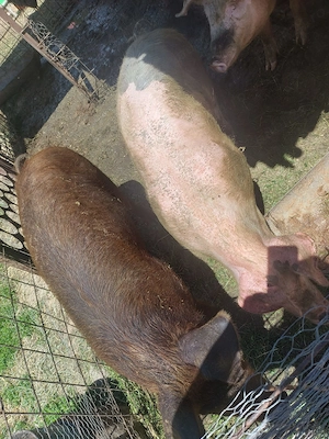 Porc de vinzare  crescut la curte - imagine 2