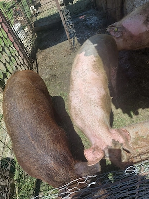 Porc de vinzare  crescut la curte