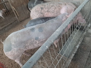 Porc Pietrain 150 kg de vânzare