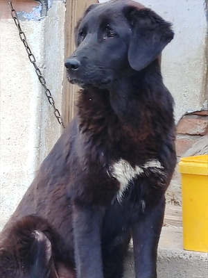 Catelusa metis Corb si Kangal in varsta de 7 luni