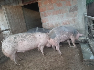 Porc Pietrain 150 kg de vânzare - imagine 2