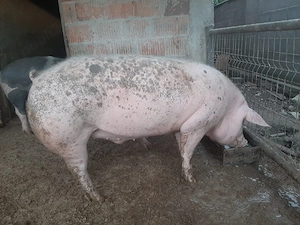 Porc Pietrain 150 kg de vânzare - imagine 3