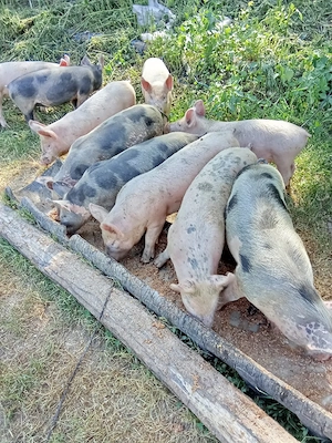 vând purcei de 7 săptămâni 