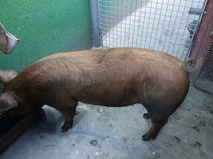 Vând porc duroc, în jur de 100 de kg.Preț 15 lei  kg