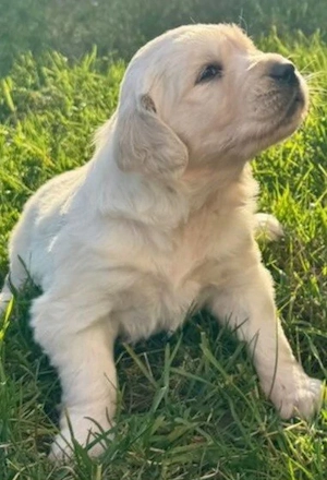 Golden Retriever 6 săptămâni