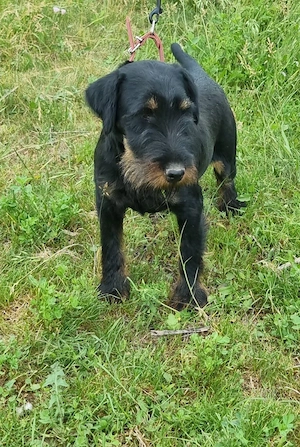 mascul jagd terrier  - imagine 5