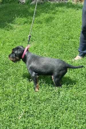 mascul jagd terrier  - imagine 3