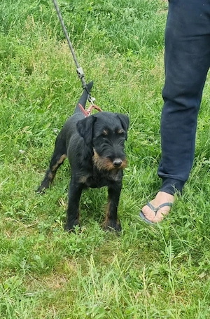 mascul jagd terrier 