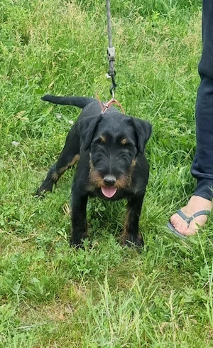 mascul jagd terrier  - imagine 4